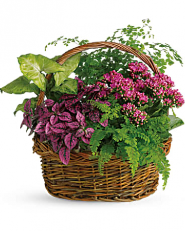 Secret Garden Indoor Plants