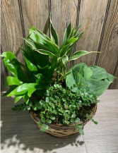 Secret Garden Starter Mixed Green Plant Basket
