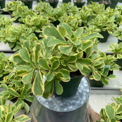 Sedum Cutting Edge Assorted 4