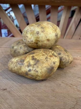 Seed Potatoes