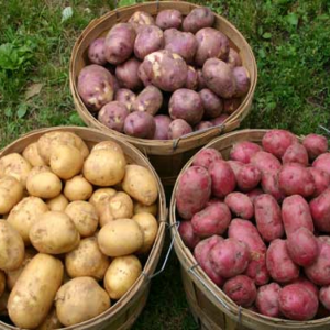 Seed Potatoes Greenhouse