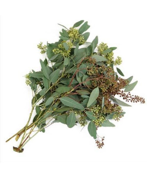 Seeded Eucaluptus Bunch 