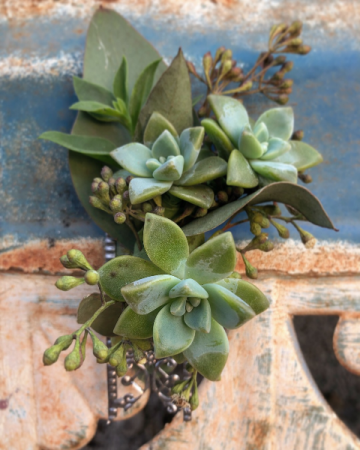 Seeded Succulent Boutonniere