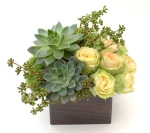 Seeds, Succulents & Roses in Aliso Viejo, CA | Lily Fiore Floral Boutique Seeds, Succulents & Roses in Aliso Viejo, CA | Lily Fiore Floral Boutique