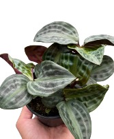 Seersucker Planter Planter