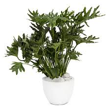 SELLOUM PHILODENDRON POTTED PLANT