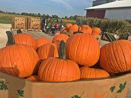 Send Your Pumpkin A Pumpkin