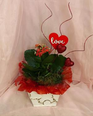 Sending Love Kalanchoe Plant