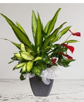 Sending Love  Plant Garden 