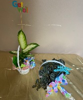 SENDING SOME CHEAR 4" GREEN PLANT IN BASKET WITH BOW AND PICK