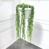 Senecio Rowleyanus 'String of Pearls'