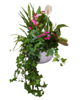 Sensational Calla Ivy Planter plants