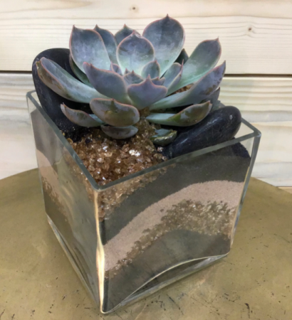 Sensational Succulent