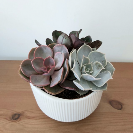 SENSATIONAL SUCCULENT PLANTER 6