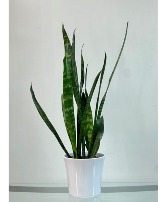 Sentinel Snake Plant House Plant