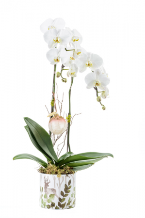 Serendipity Blooming Orchid Planter