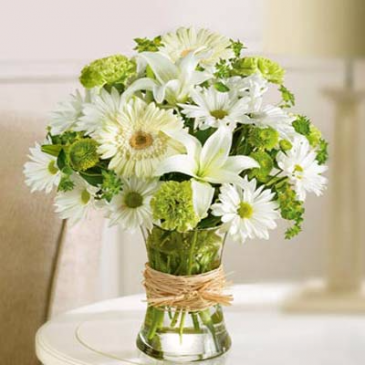 Serene Green Compact