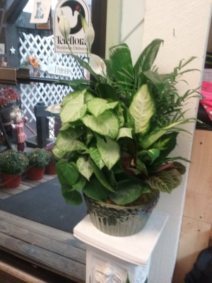 Serene green Dishgarden
