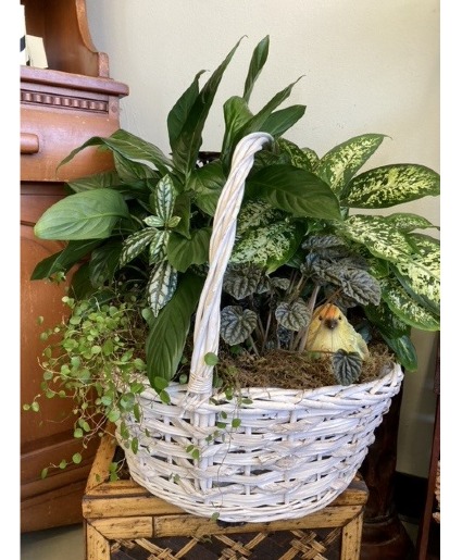 Serene Greens Basket Garden plant