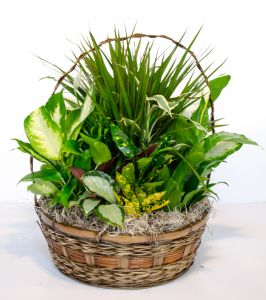 Serene Retreat In A Basket Plant Arrangement in Winston Salem, NC | RAE'S NORTH POINT FLORIST INC. Serene Retreat In A Basket Plant Arrangement in Winston Salem, NC | RAE'S NORTH POINT FLORIST INC.
