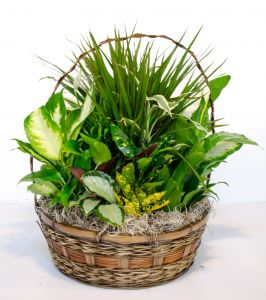 Serene Retreat In A Basket Plant Arrangement