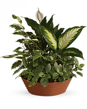 Serene Retreat Indoor Plants