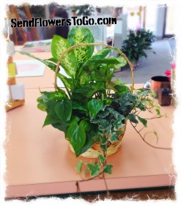 Serenity Basket Garden Live Plants