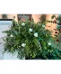 Purchase this funeral home arrangement