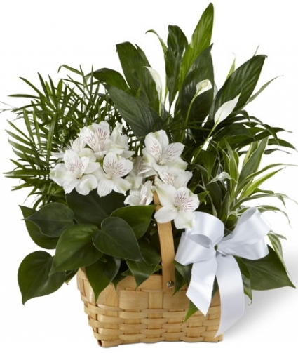 SERENITY DISH GARDEN