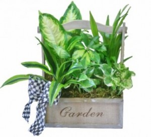 SERENITY GARDEN Planter Basket in Riverside, CA | Willow Branch Florist of Riverside SERENITY GARDEN Planter Basket in Riverside, CA | Willow Branch Florist of Riverside
