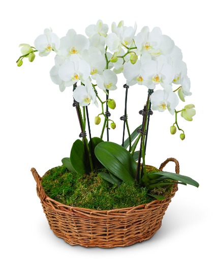 Serenity Orchid Plant Flower Arrangement