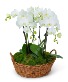 Orchid Plant Plant