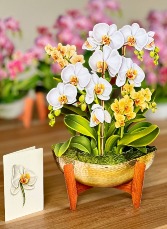 Serenity Orchid Pop Up Greeting Card 