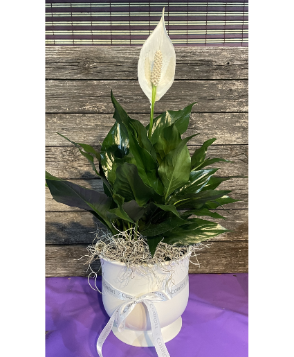Serenity Peace Lilly /  Porcelain Pot Live Plant