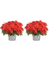 Red Poinsettias (Set of 2) 8