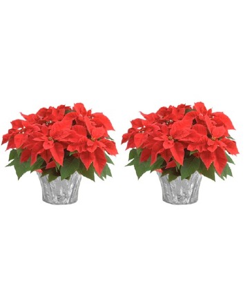 Red Poinsettias (Set of 2) 8" diameter potted plant  in Palm Beach, FL | FLOWERS OF WORTH AVENUE