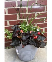Shade Begoina Patio Pot