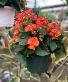 Shade Hanging Basket  