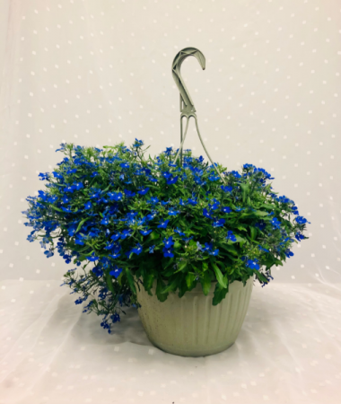 Shade Lobelia Hanging Basket