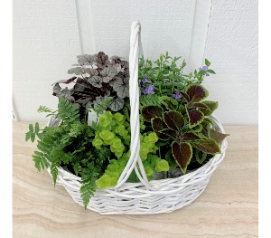 Shade Plant Basket 