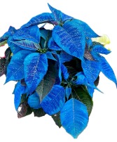 Shades of Blue Poinsettia  Blooming Plant