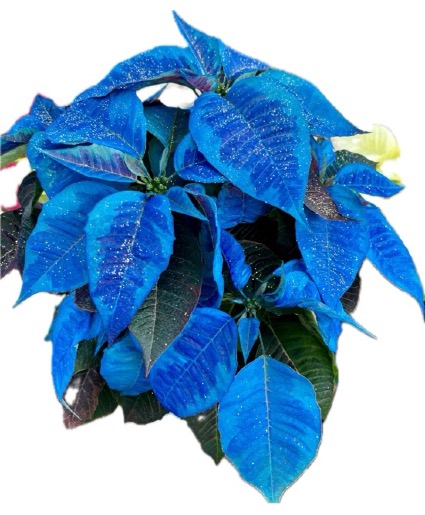 Shades of Blue Poinsettia  Blooming Plant