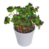 Shamrock Butterfly Plants