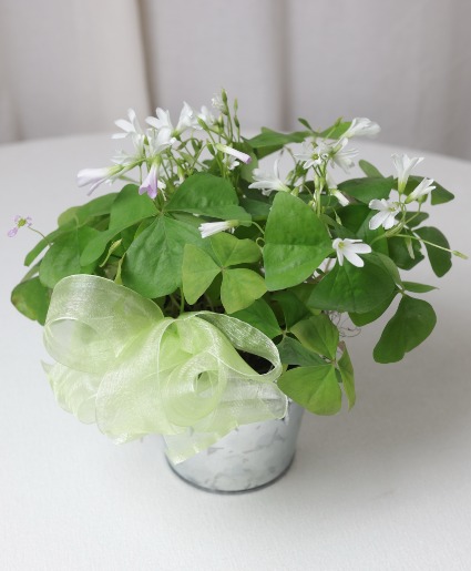 Shamrock Plant 4 Inch Limited Stock