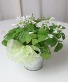 Shamrock Plant 4 Inch Limited Stock