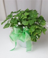 Shamrock Plant 6" Limited Stock