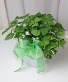 Shamrock Plant 6" Limited Stock