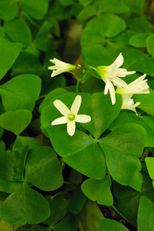 Shamrock Plant House Plant