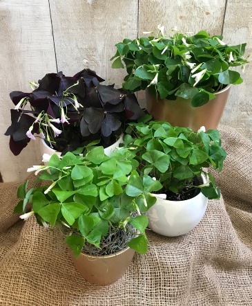 Shamrock Oxalis plants here for a limited time! in Toronto, ON | THE NEW LEAF FLORIST