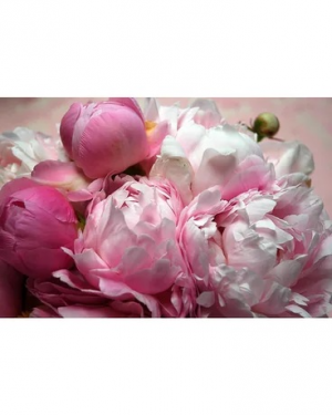 She Wants Peonies! 
